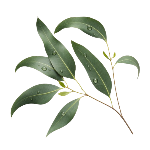 Eucalyptus